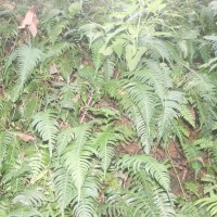 Blechnum occidentale L.